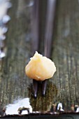 A dollop of light miso paste on chopsticks