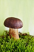 A porcini mushroom in moss
