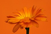 Ringelblume vor orangefarbenem Hintergrund