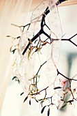 Delicate ribbon with pattern of stars on mistletoe lit from behind