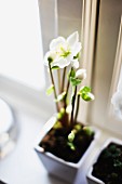 Potted flowering hellebore on windowsill