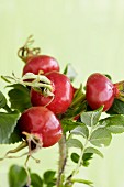 A sprig of rosehips from the Japanese rose (rosa rugosa)