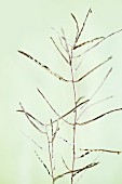 Zweig mit Samenschoten der Knblauchsrauke
