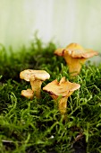 Chanterelle mushrooms in moss