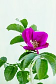 A purple wild rose