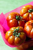 Bio-Tomaten mit Wassertropfen