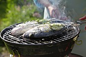 Fish being grilled