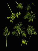 Dill: leaves and flowers on a black surface