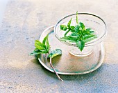 Mint in a bowl of water