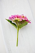 A pink hydrangea on a white wooden surface