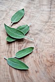 Fresh sage leaves on a wooden board
