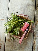 Fresh rosemary with kitchen twine and a knife in a wooden basket