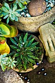 Various potted succulents in garden