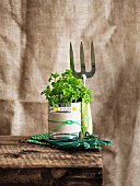 Unusual gift idea - gardening utensils and plant wrapped as gift