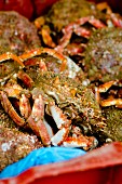 Live spider crabs at a market