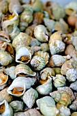 A pile of whelks at a market