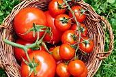 A basket of fresh tomatoes in a field