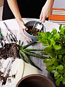 Woman's hands holding trowel repotting an aloe plant; money tree to one side