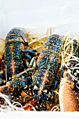 Live lobsters in a box of raffia