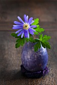 Blaue Anemone mit Blättern in einem blau gefärbten ausgeblasenen Entenei auf Filz am Holztisch