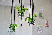 Tin cans decorated with graphic patterns and neon patterns used as hanging planters for small ferns
