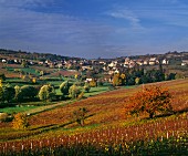 Sanfte Weinlandschaft im Herbst