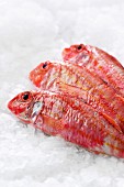 Red mullet on ice