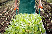 Mann führt Schubkarre mit Gemüsepflanzen auf dem Feld