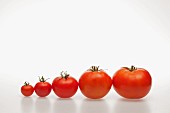 Reihe von verschieden grossen Tomaten