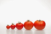 A row of different sized tomatoes