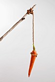 Karotte hängt an einer Schnur