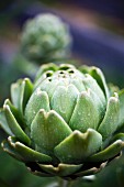 Artichoke with drops of water