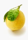 Citron with leaf