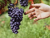 A hand reaching for grapes growing on a vine