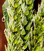 Ears of cereals (detail)