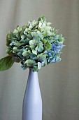 Autumn hydrangea in colour coordinated vase