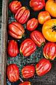 Tomaten auf dem Markt