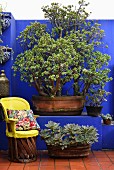 Chair with yellow cover next to tub of succulents on floor in front of blue wall with masonry bench and old jade tree in large planter