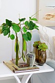 Foliage plants in various vases on white side table