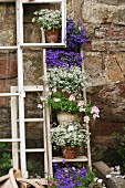 Potted flowering plants decoratively arranged on ladder leaning against garden wall