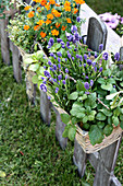Weisser Korb mit Lavendel und Zitronenmelisse im Vordergrund am Gartenzaun hängend