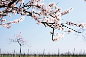 Flowering almond tree against blue sky