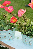 Flowering poppies in pots