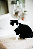 Black and white cat sitting on crocheted lace blanket