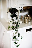 Trailing plant in china jug on white dresser