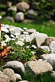 Tussock of daisies in flowerbed edged with pebbles