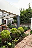 Small trees clipped into spheres in bed in front of terrace