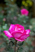 Pink rose in garden