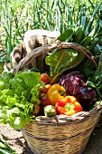 A basket of vegetables in the sunshine