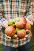 Junger Bauer mit frisch geernteten Äpfeln
